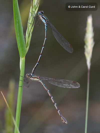 J17_4598 Austrolestes colensonis in cop.JPG